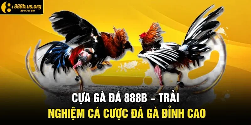 Cựa Gà Đá 888B – Trải Nghiệm Cá Cược Đá Gà Đỉnh Cao
