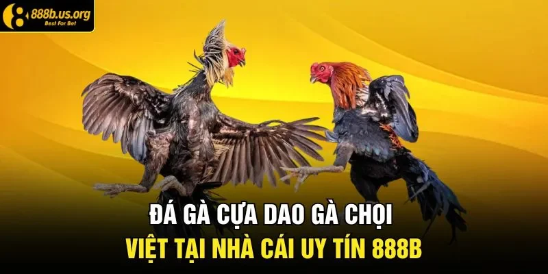 Đá Gà Cựa Dao Gà Chọi Việt Tại Nhà Cái Uy Tín 888B