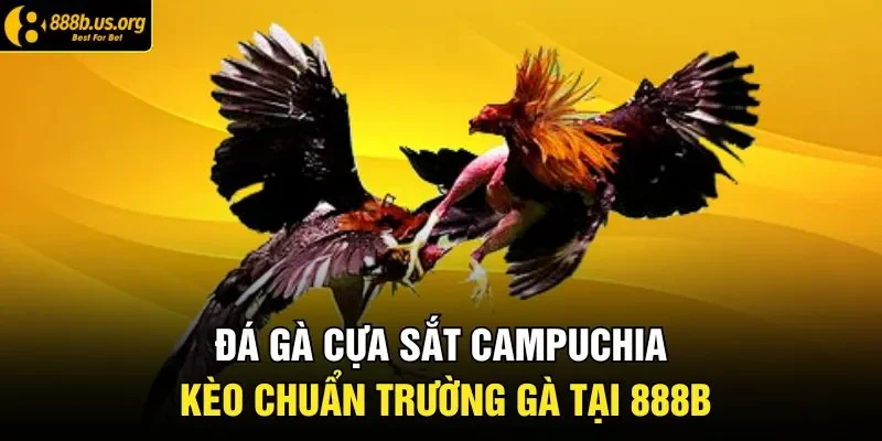 Đá Gà Cựa Sắt Campuchia Kèo Chuẩn Trường Gà Tại 888B