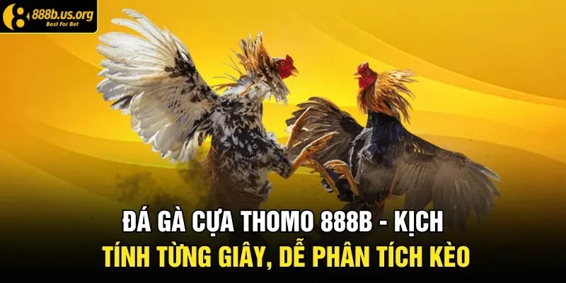 Đá Gà Cựa Thomo 888B - Kịch Tính Từng Giây, Dễ Phân Tích Kèo