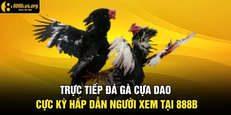 Trực Tiếp Đá Gà Cựa Dao Cực Kỳ Hấp Dẫn Người Xem Tại 888B